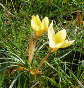 gele biologische bloem